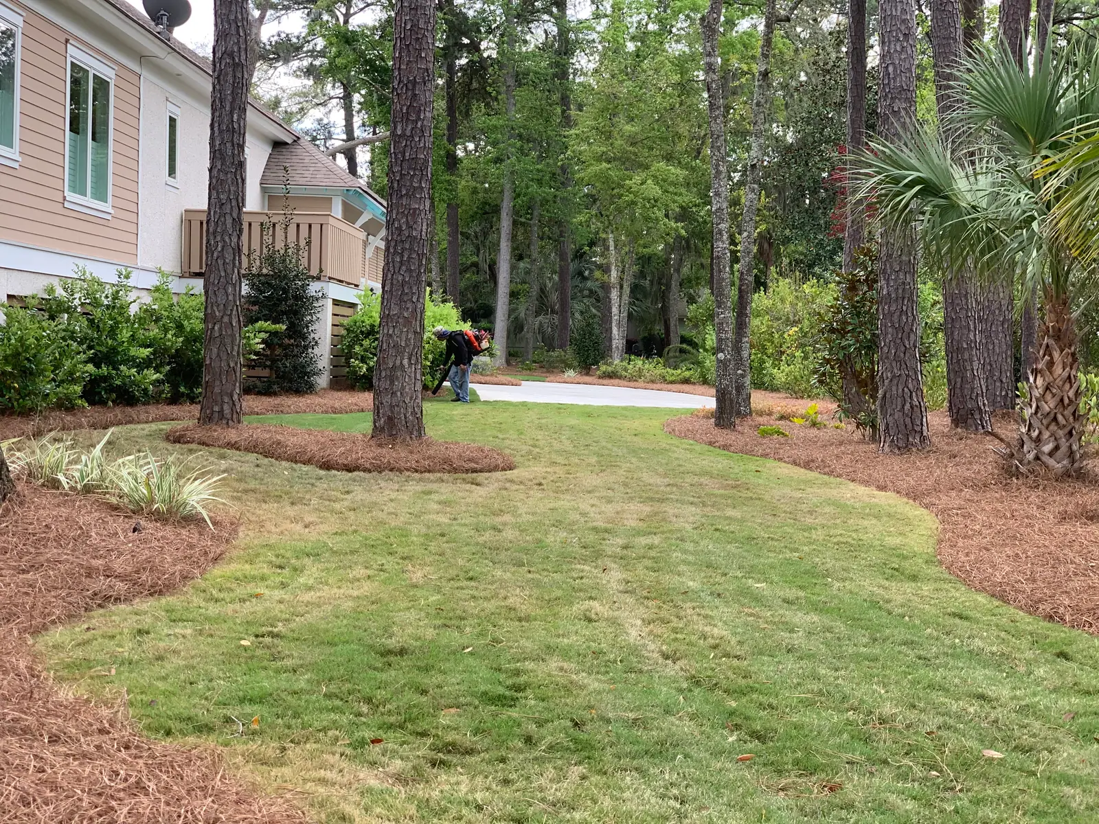 A crew member with a backpack blower finishing a yard of fresh pinestraw beds and tree rings under tall pines